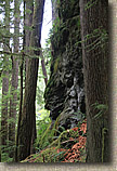 Lower Dungeness and Gold Creek Trails