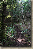 Pilchuck Tree Farm