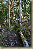 Pilchuck Tree Farm